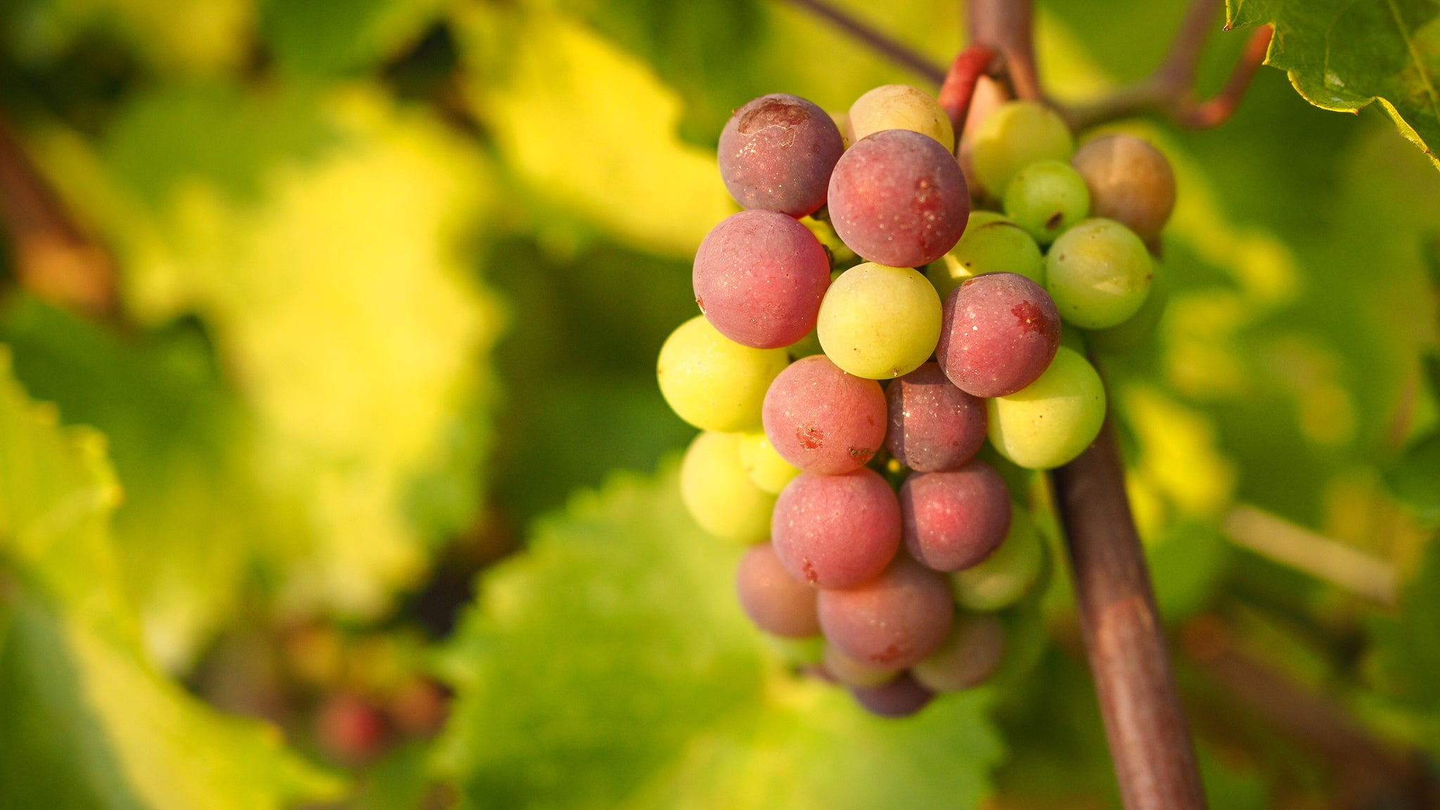 Vineyard Update Veraison 2021