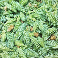 Traynor Vineyard Foraged Spruce Tips