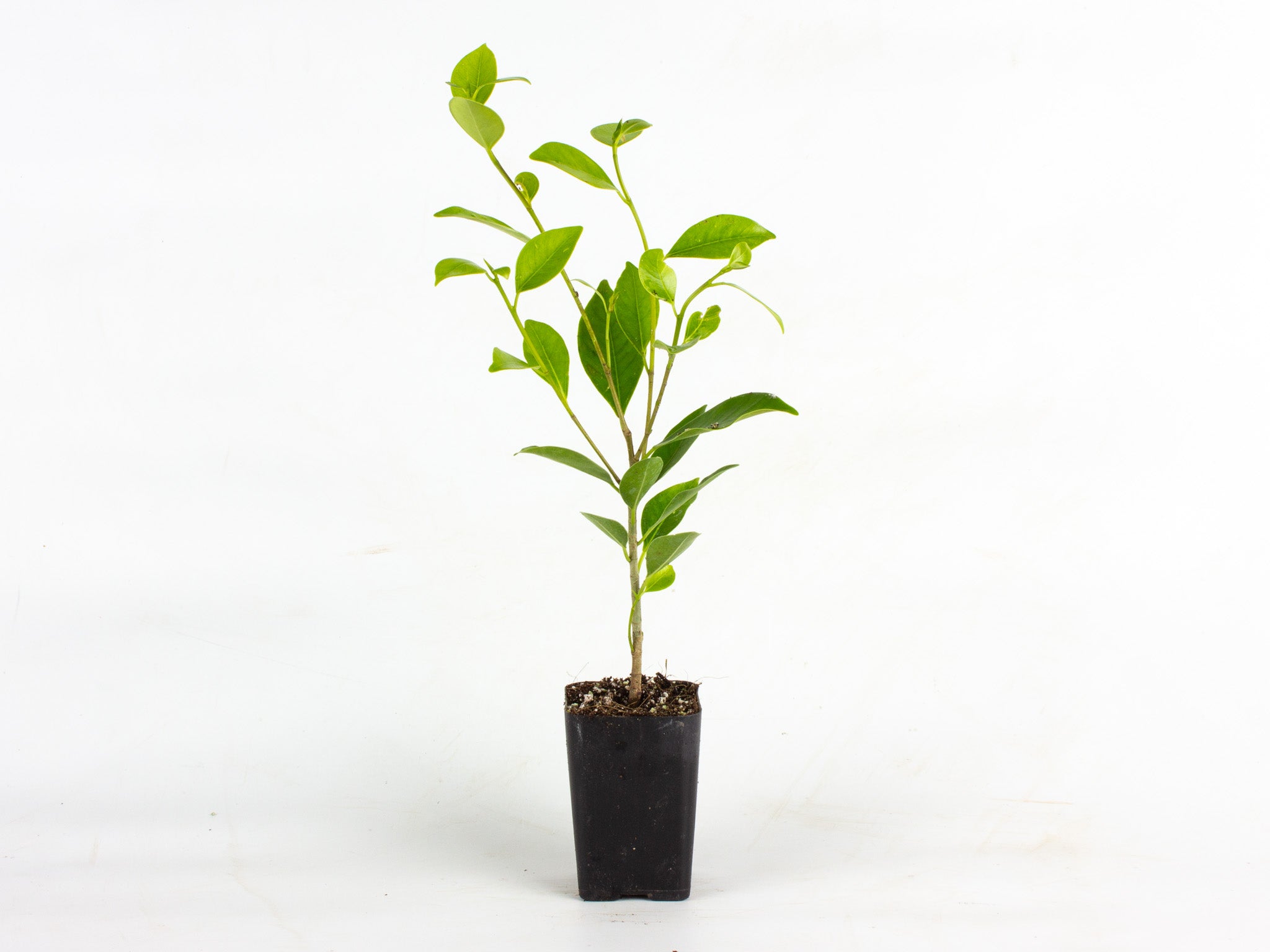 Ficus Tree Seedling