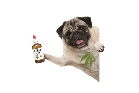 CBD Oil for Dogs: Benefits, Risks, and Dosage