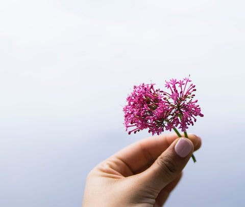 Valeriana