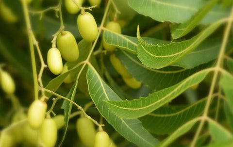 Olio di neem come insetticida naturale –