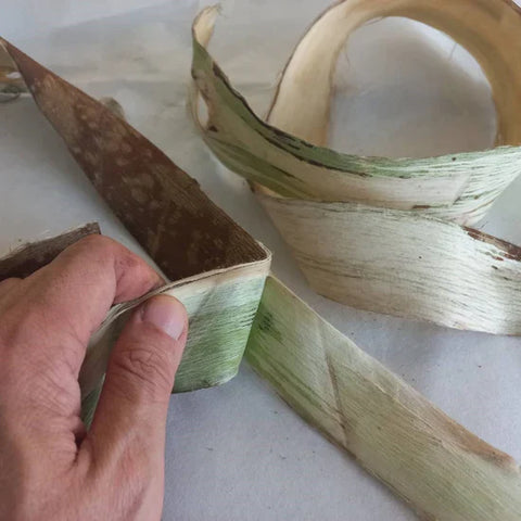 Peeling Mulberry Bark