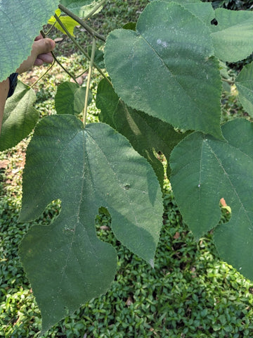 kozo leaves