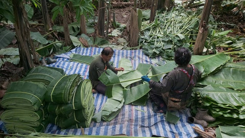 Farmers harvest banana leave