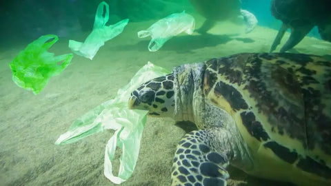 Plastic pollution