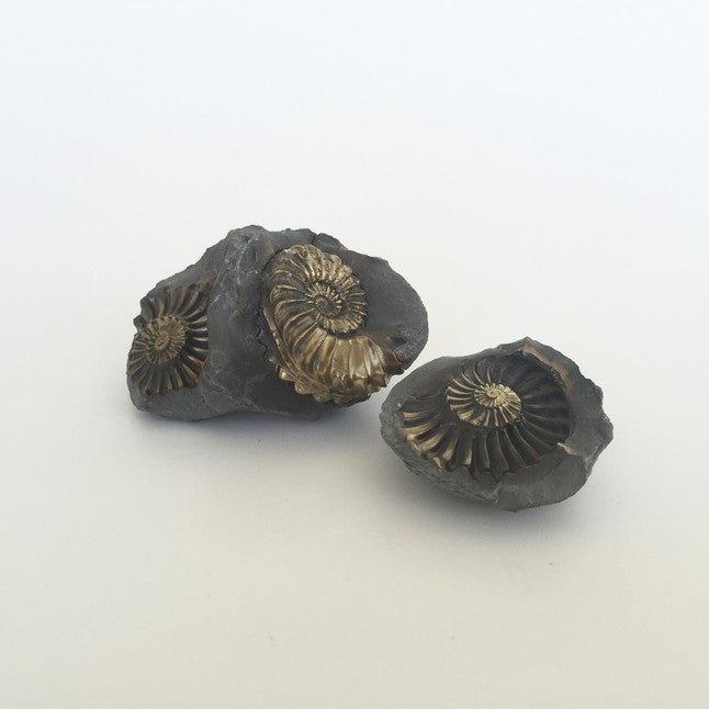 pyritized ammonite