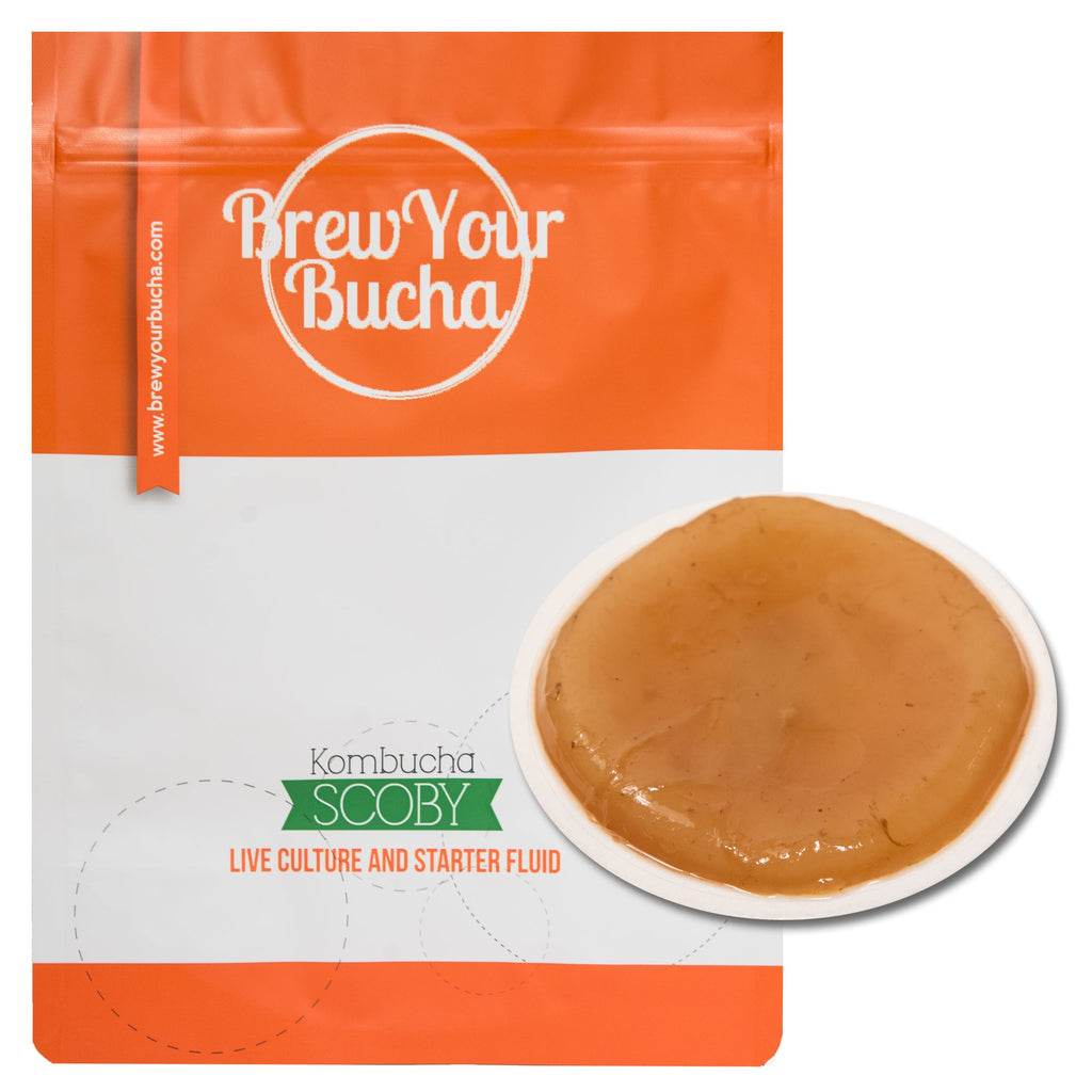 Spotlight: SCOBY and Bacteria – MOMO Kombucha