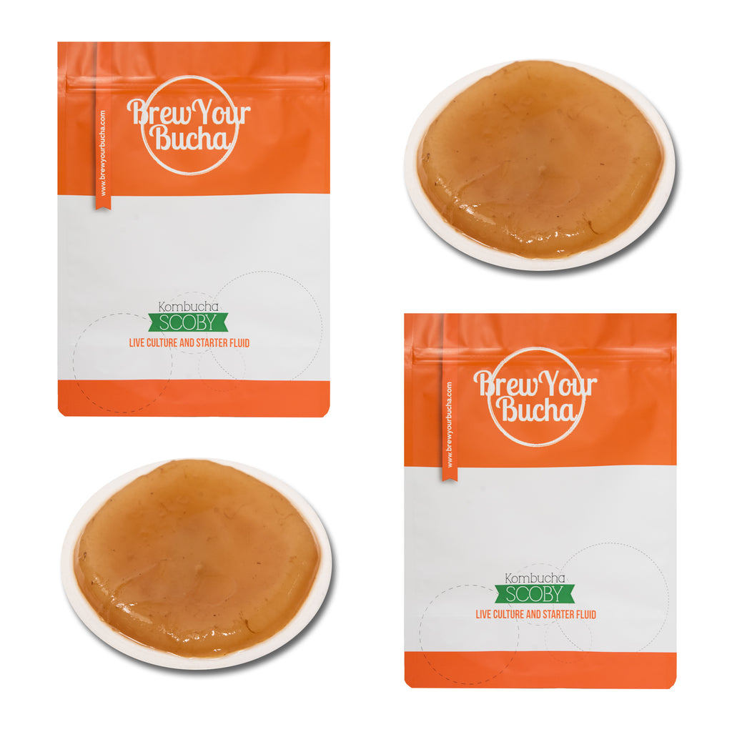 Kombucha SCOBY Starter Pack - Live Culture, Tea & Filters – Brew Your Bucha