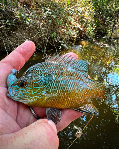 Pumpkin Seed Sunfish with a WM Bayou Tadler