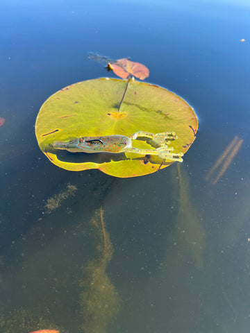 WM Bayou Techno Frog Hopping over a Lily Pad