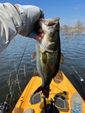 Largemouth bass caught with the techno frog