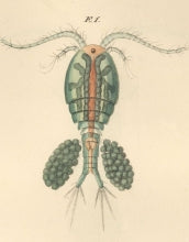 Scientific illustration of a copepod