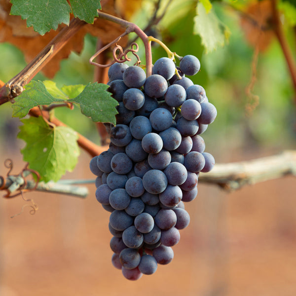 black spanish grapes