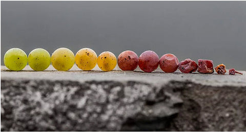 Drying Grapes