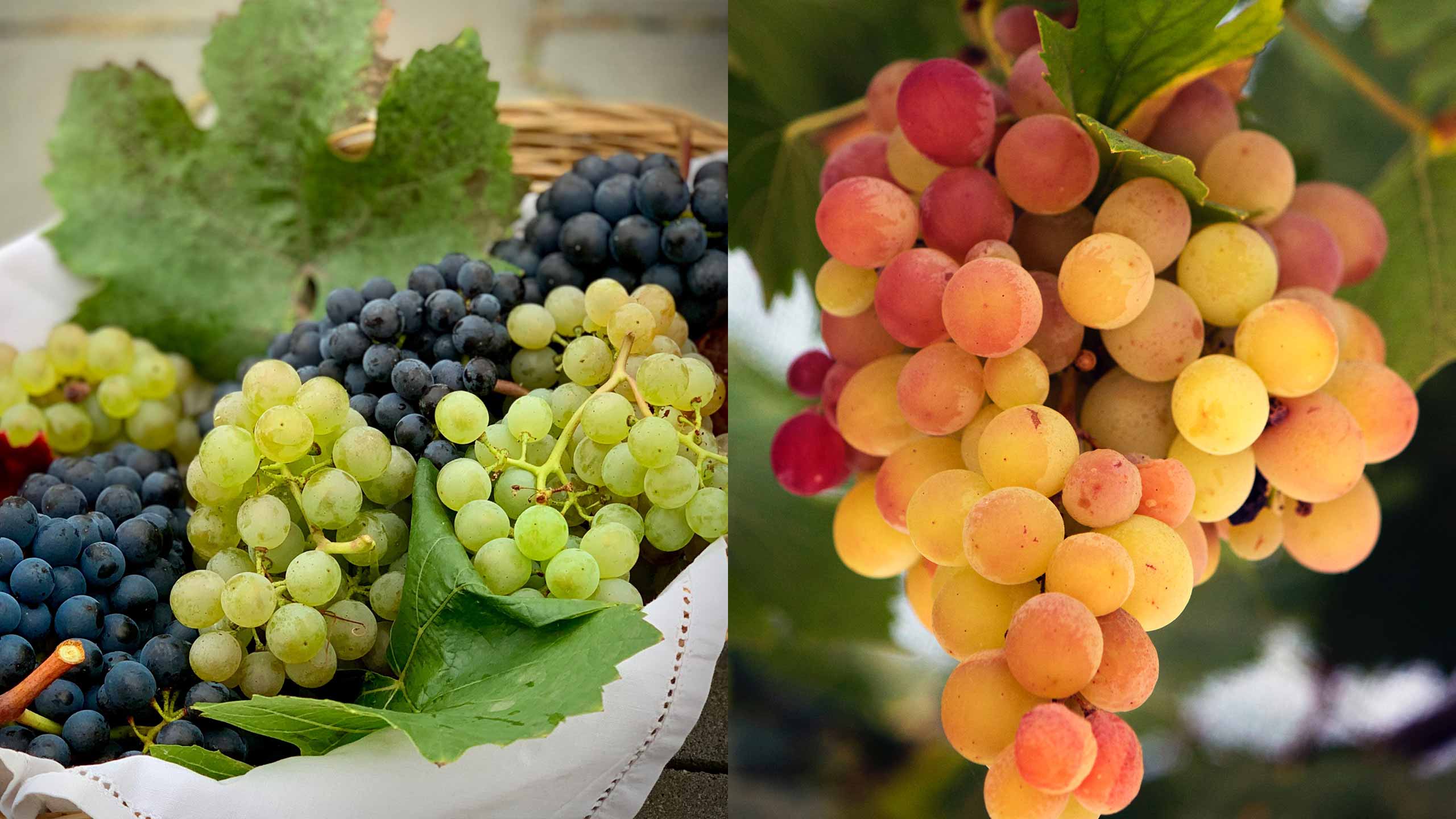 best texas wine grapes