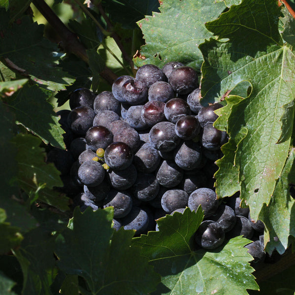 lomanto grapes