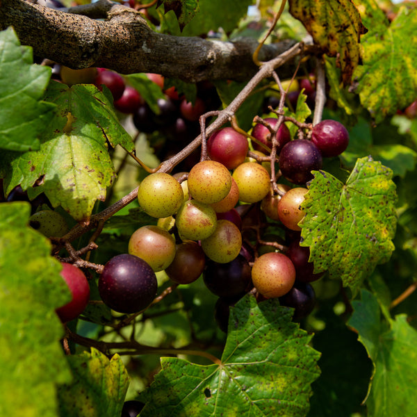 muscadine grapes