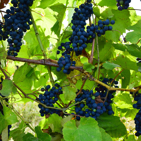 texas mustang grapes