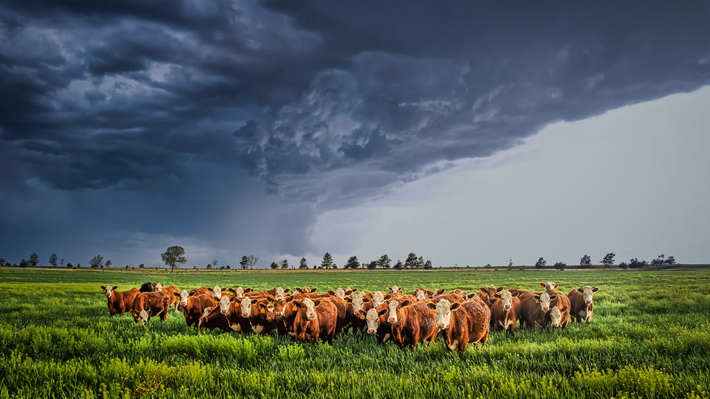 texas storms