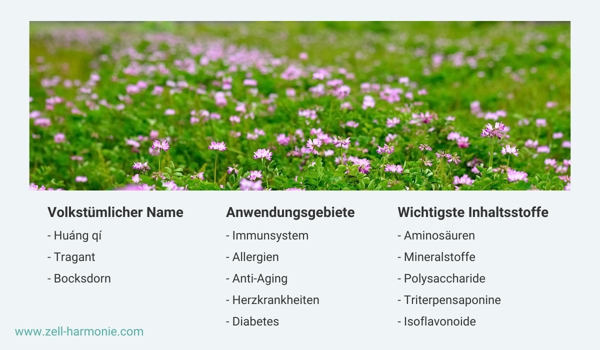 Ein Bild von Astragalus mit den Volkstümlicher Name, Anwendungsgebiet und den wichtigsten Inhaltsstoffen