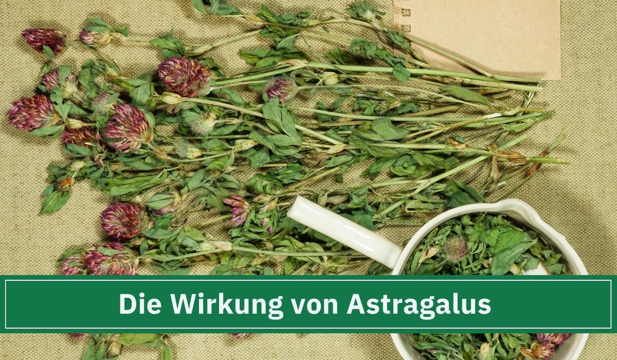 Getrocknete Astragaluspflanze mit einem weißen Mörser auf dem Tisch