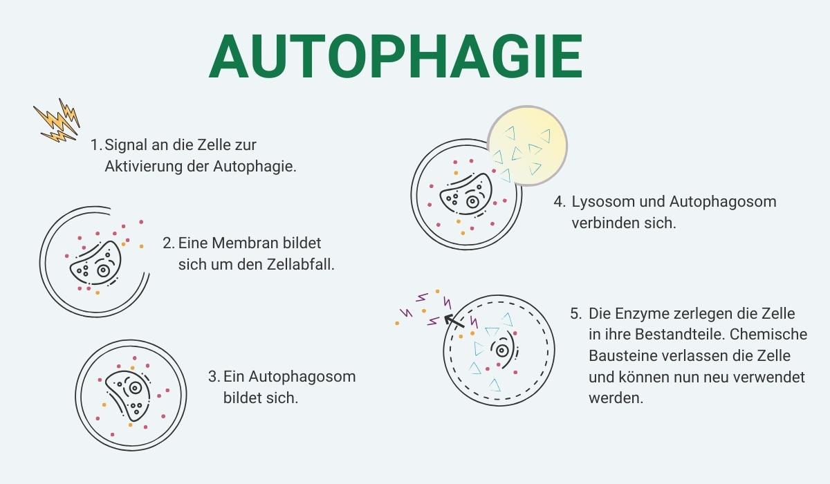 Autophagie erklärt
