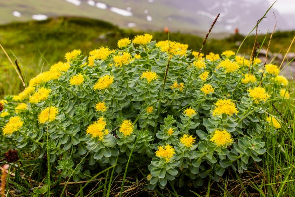 Superfood Rosenzurz – Die arktische Wurzel