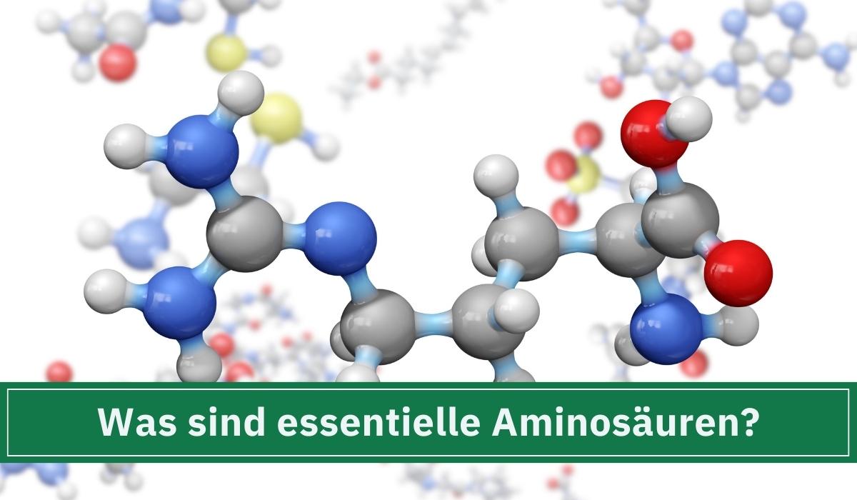 Eine Aminosäurenverbindung im 3D Model