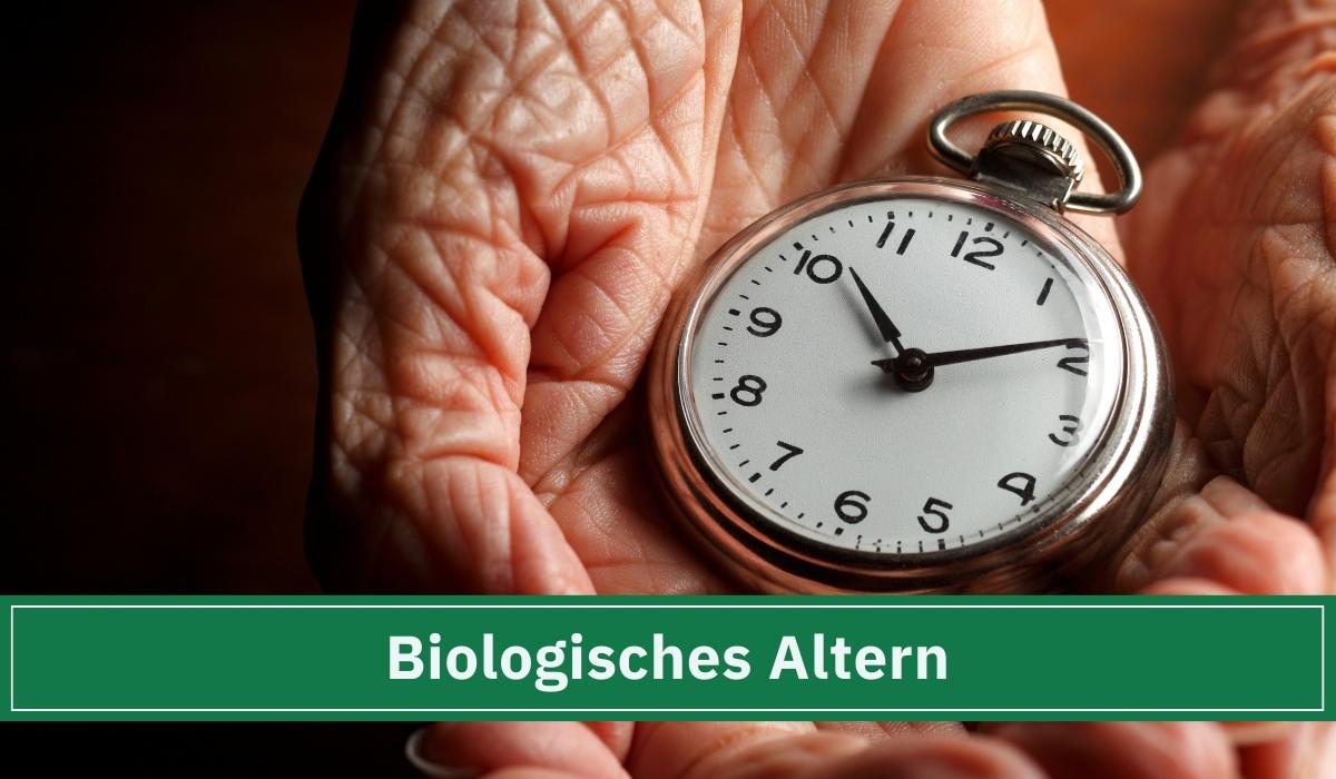 Einene ältere Hand die eine Uhr hält und somit das biologische Alter für die Zellen darstellen soll.