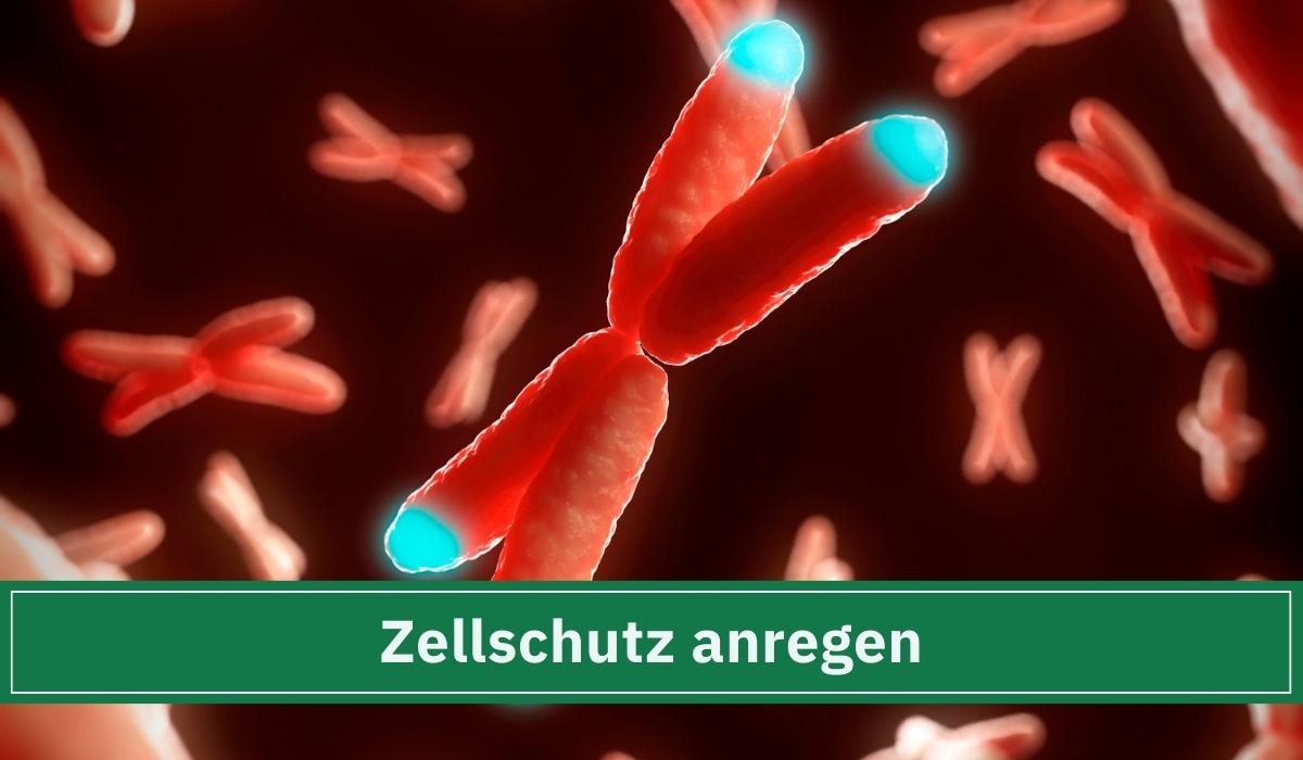 Viele Chromosomen wobei die Telomere hervorgehoben sind