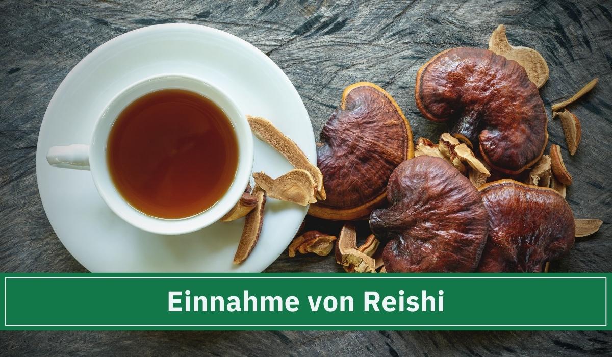 Reishi als Pulverform, in kapseln oder Tee. Einnahme von Reishi.