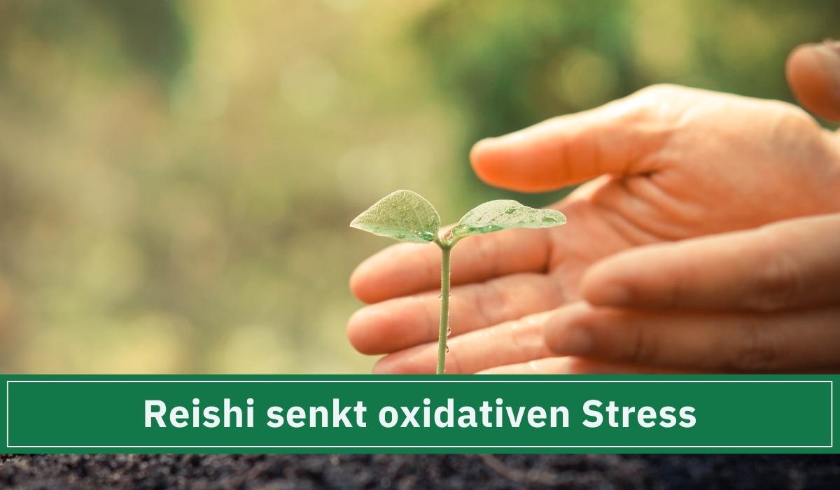 Die Wirkung von dem Reishi-Pilz auf den oxidativen Stress im Körper.