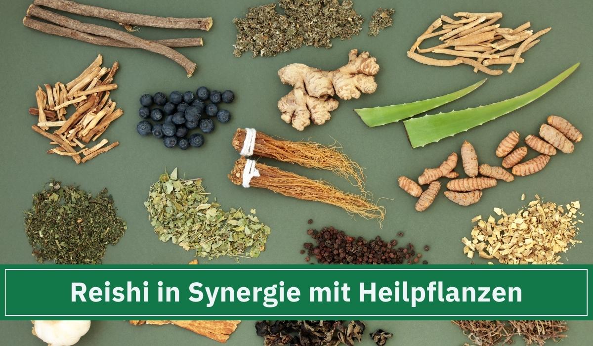 Viele Adaptogene Pflanzen liegen auf dem Tisch u.a. auch Reishi.