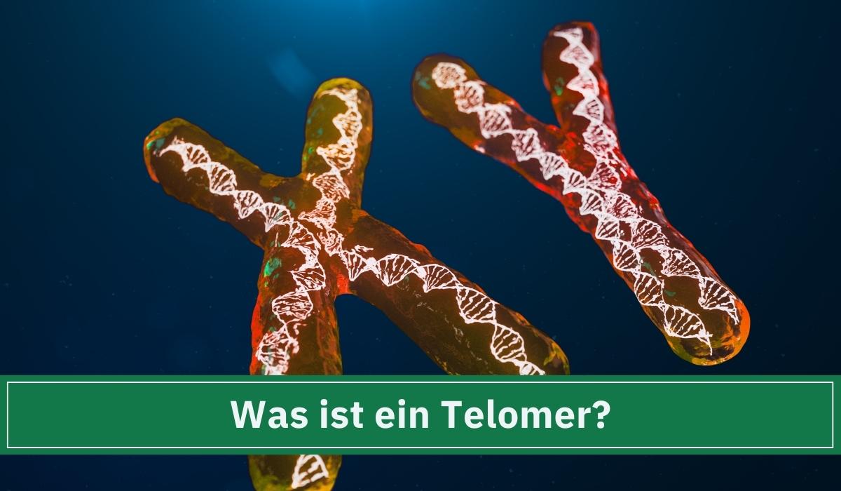 Telomere verlängern. Männliche und Weibliche Chromosomen wobei der DNA-strang zu sehen ist.