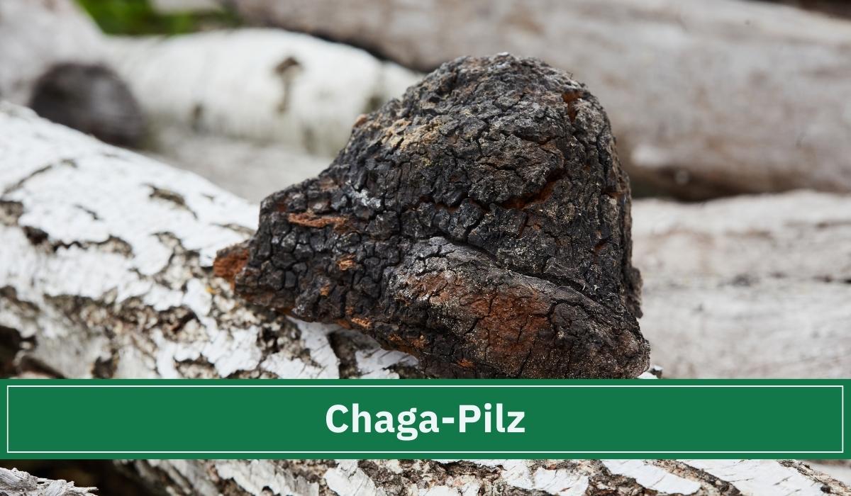 Der adaptogene Chaga Pilz an einem Birkenstamm.
