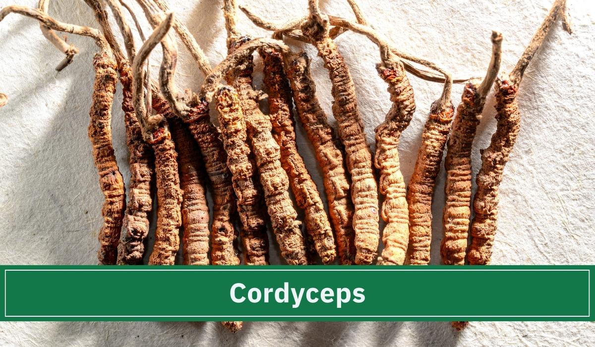 Der adaptogene Pilz Cordyceps sinensis liegt auf dem Boden.