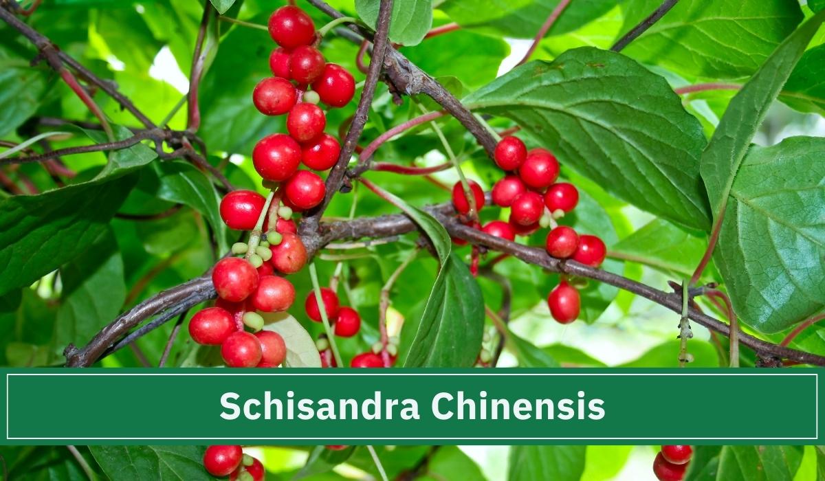 Das Adaptogen in Roheform Schisandra Chinensis hängt am Stauch.