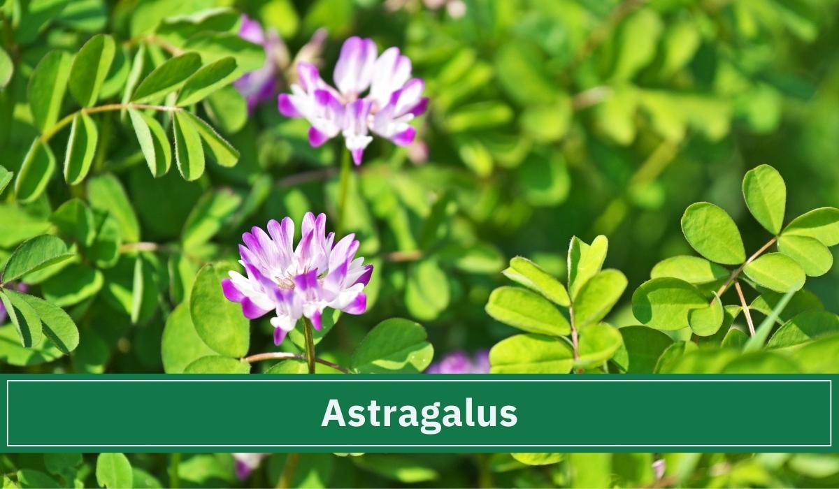 Die adaptogene Pflanze Astragalus in der Natur.