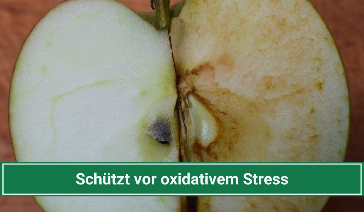 Oxidativer Stress auf die Zelle und Schutz