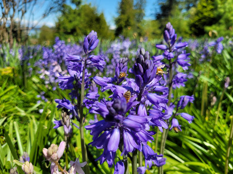 Honeybees on bluebells