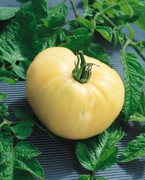 white tomato