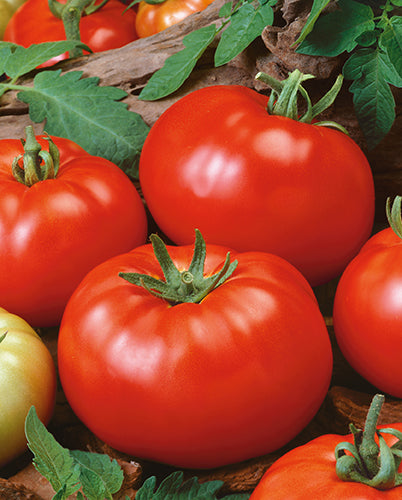 PlantFiles Pictures: Tomato 'Brandywine (Sudduth Strain)' (<i