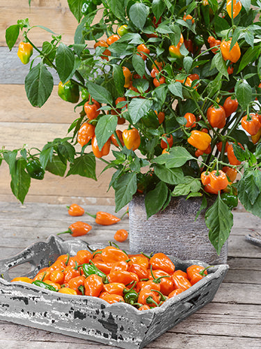 https://cdn.shopify.com/s/files/1/0652/0006/2722/files/habanero.jpg?v=1701410320&width=533