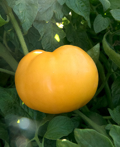 Buckeye State Tomato - Victory Seeds® – Victory Seed Company