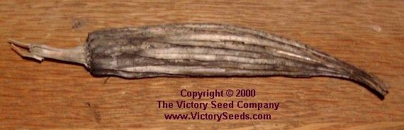 Dry Okra Pod -- Victory Heirloom Seeds