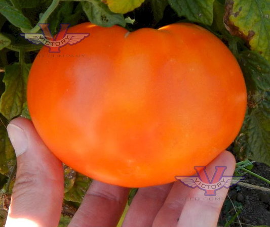 Dwarf Desert Star Tomato - Tasteful Garden