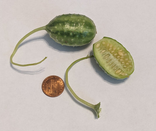 Organic Non-GMO Silver Slicer Cucumber