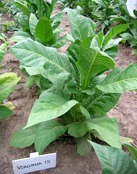 Tobacco, Cultivated 'Virginia Bright Leaf