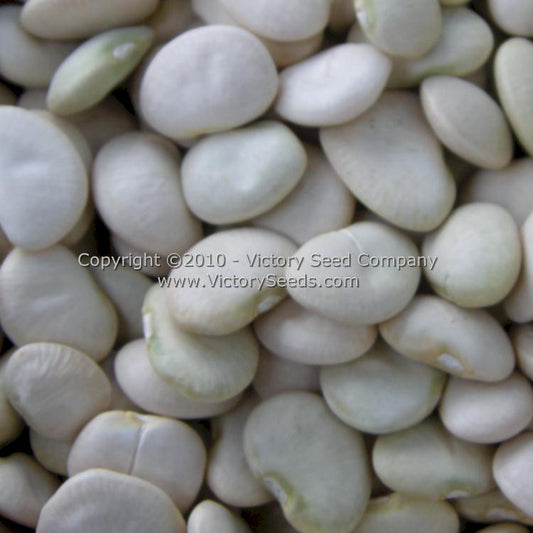 Envy Soybean - Victory Seeds® – Victory Seed Company